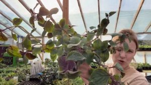 Плектрантусы. Изи Голд, войлочный, эртендаля, реснитчатый, лаймлайт, золото трои.