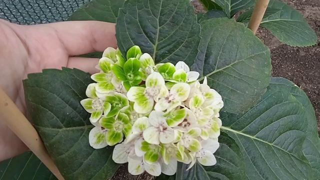 27.06.24 Обзор клумб с гортензиями.