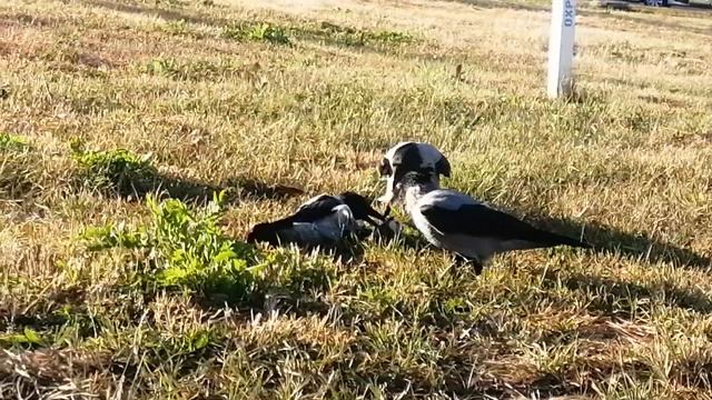 Куриные лапы вызвали драку #вороны / Chicken legs cause fights among c смотреть онлайн