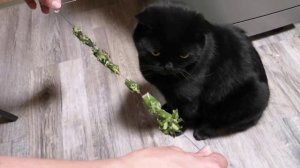 Кот и поделка из одуванчиков!