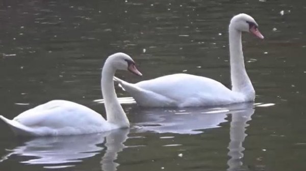 Сборник 12. Музыка Сергея Чекалина. Collection 12. Music by Sergey Chekalin.