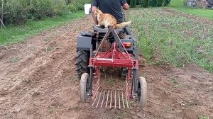 копаю картошку мини трактором