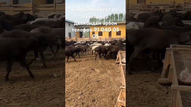 Она бола бугоз ва кучкорлар Дехкондан арзон телефон 91