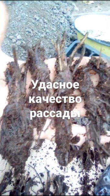 ужасное качество рассады с магазина весна-лето смотреть онлайн