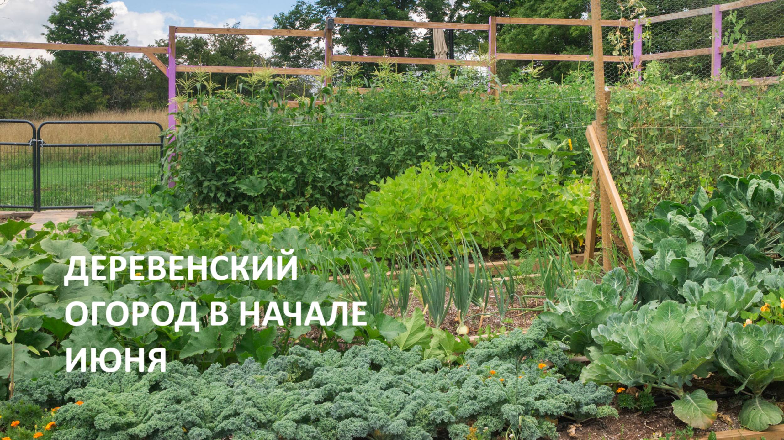 Деревенский огород и пасека в начале июня// все заросло, пока болела//наши красоты. смотреть онлайн