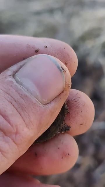 Вот это сохран царской монеты! 🤯💪✅😍 Minelab x-terra elite #tren смотреть онлайн