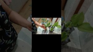 Хосты из питомника Цветник 54.🪴🌺