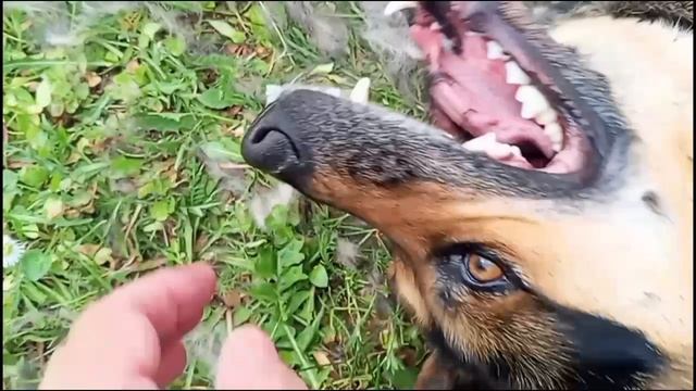 Собака со строптивым характером.