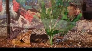 🐠Танцующие сомики🐠Релаксация у аквариума🐠