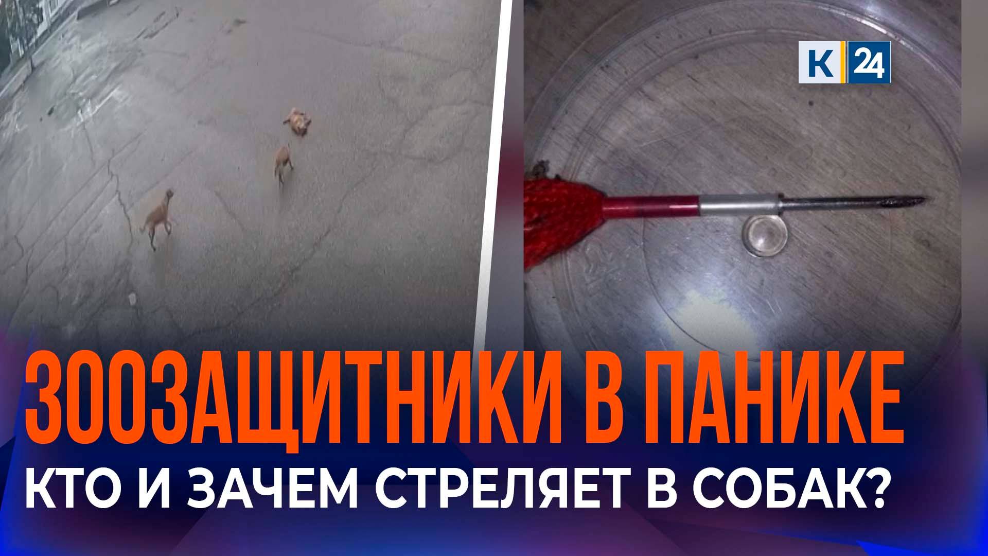 Зоозащитники сообщили о жестоких отловщиках собак в станице Ленинградской смотреть онлайн