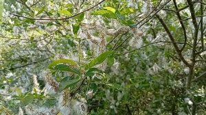 Тополиный пух, жара, июль.....