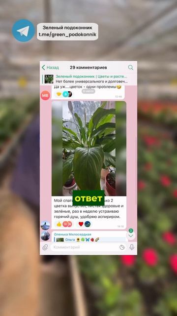 Размножаем сансевиерию🌱 #цветы #растения #сансевиери смотреть онлайн