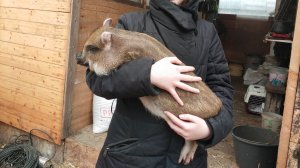 Наша контактная ферма☀️ Спасённые жизни🦌