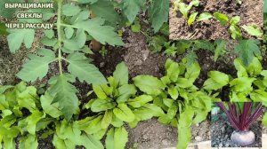 Как пересадить рассаду свеклы в открытый грунт. Свёкла через рассаду .  #свёкла