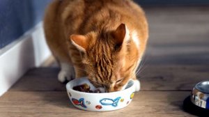 Сколько раз в день нужно кормить кошку