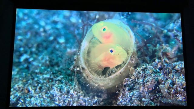 Vidda C2Ultra HDR 90 дюймов яркость 0 (4 часть)