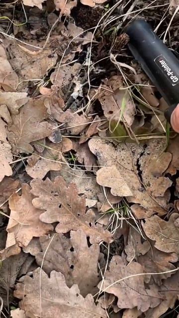 Nokta Legend 🫡😄 #поисксметаллоискателем #metaldetecting #пляжный смотреть онлайн