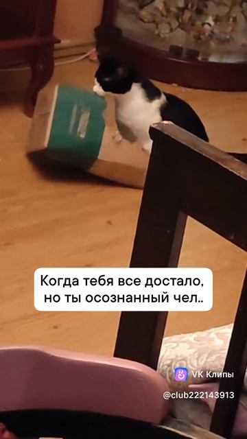 Проработанный котик