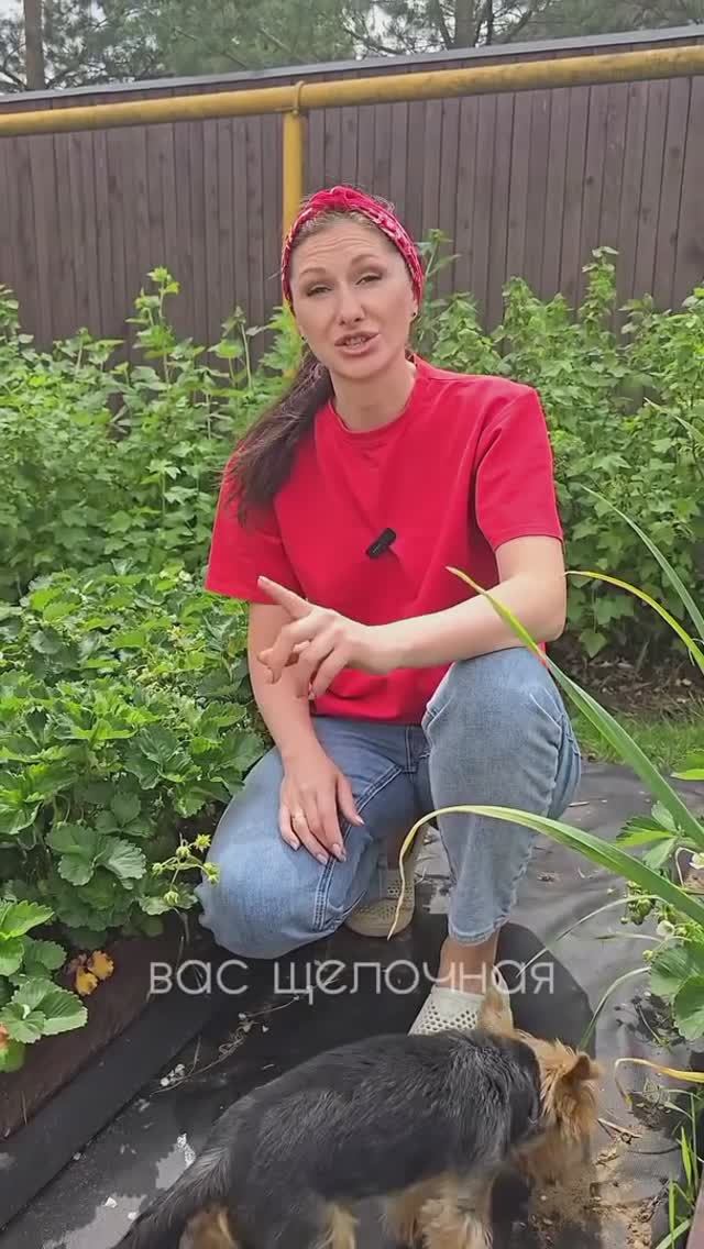 Как сделать клубнику сладкой и крупной? смотреть онлайн