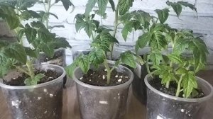 Ответ каналу Ольги Нарышкиной, в пользу канала Растюш?