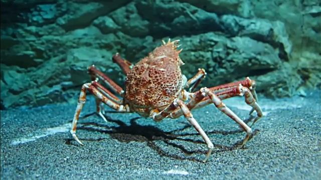 Подводная жизнь