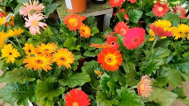 Садовый рай в ОБИ #покупки #shopping #обзор #растения #цветы