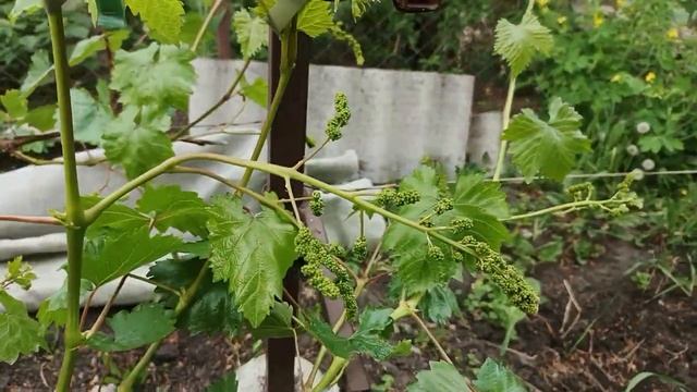 Часть2, Как спасти виноградник от возвратных весенних смотреть онлайн