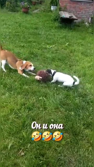 ПРИКОЛЬНОЕ ВИДЕО 😉😊🐕
