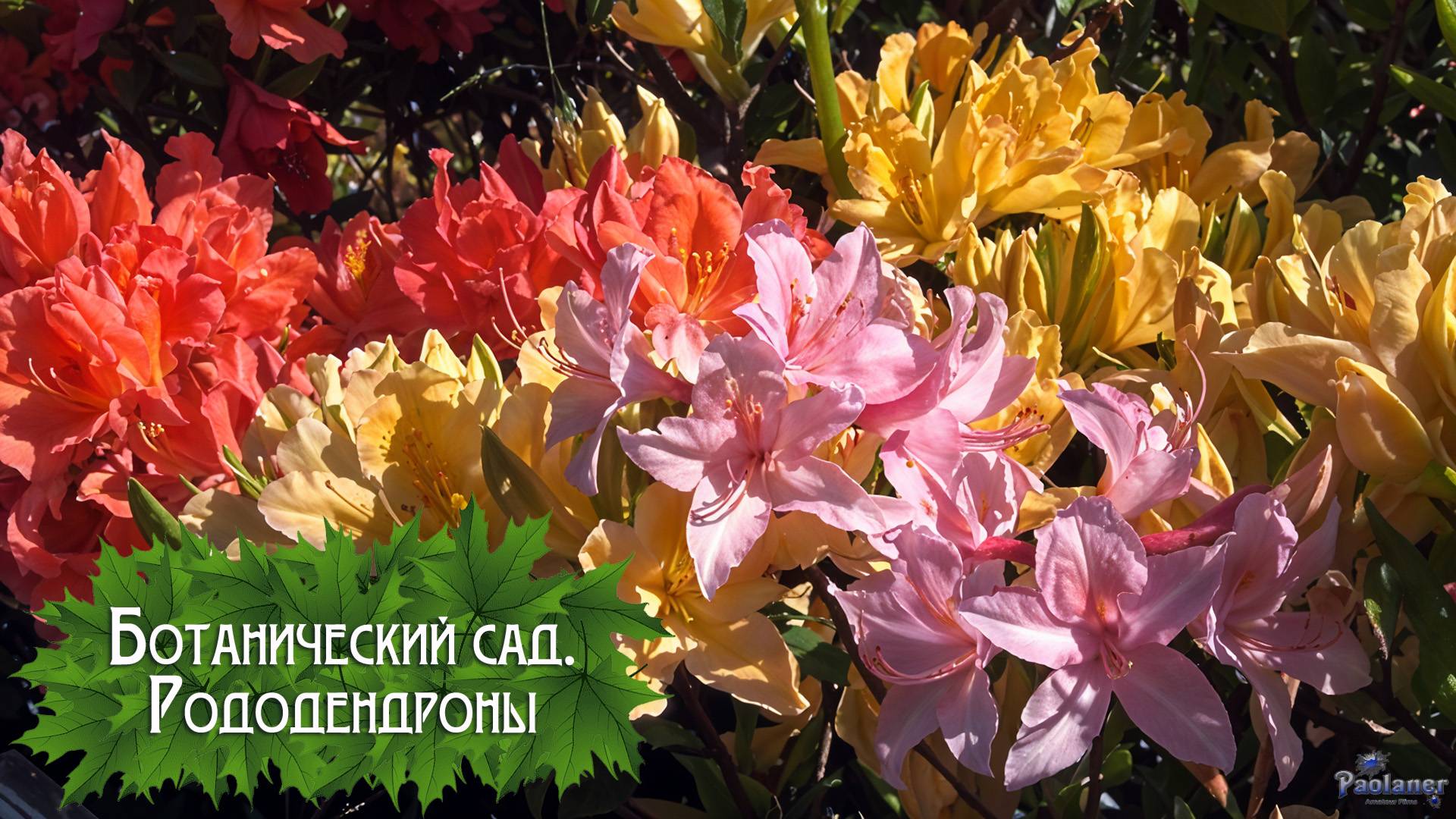 Ботанический сад. Рододендроны (2025) смотреть онлайн
