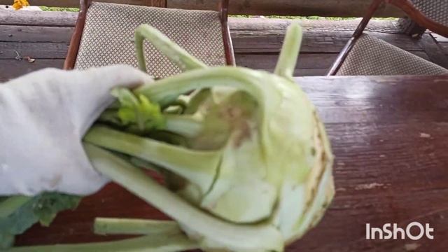 Влог выходного дня (урожай капусты, огурцы, хлопоты по