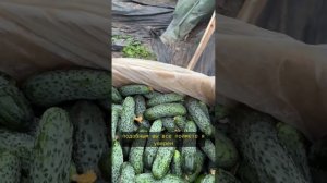 Как растут огурцы