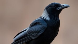 Галка    Ворон   Птица   Какая птица. Птицы.