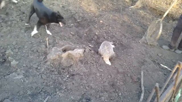 Рел Буян 11 мес