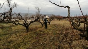 Опрыскиватель бензиновый HUTER  GS 5215, опрыскиваем персик