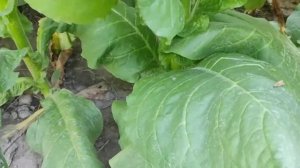 Обзор сорта табака Берли Голден