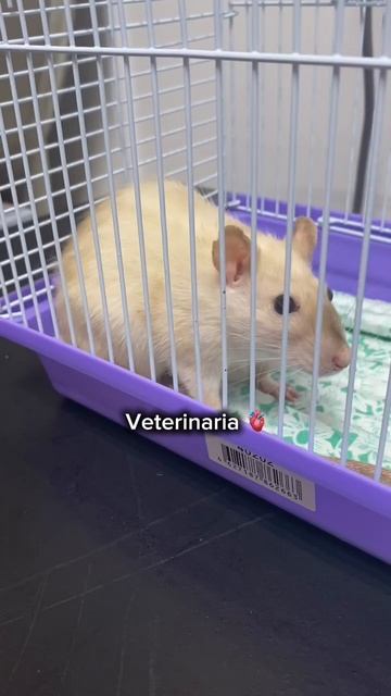 Ветеринария♥️