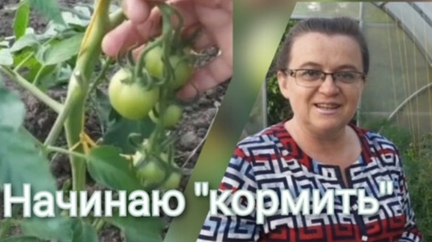 Подкормки томатов в период цветения и налива плодов смотреть онлайн