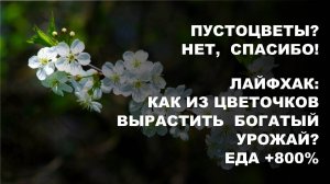 Удивительный борогум-м! Пустоцветов нет! Урожай, который удивит всех