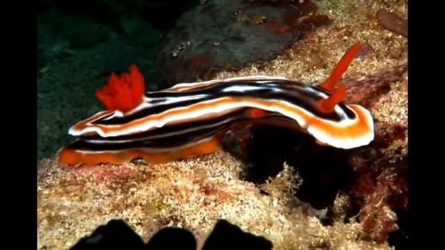 Подводный мир смотреть онлайн