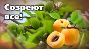 Осыпаются завязи абрикосов. Есть средство