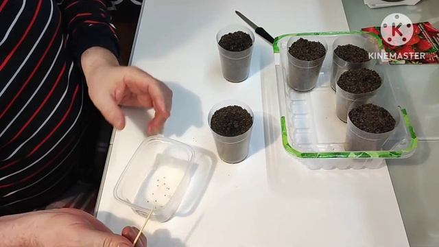 Земляника садовая.  Выращиваю из семян. 2 часть.