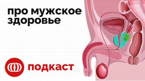 Цистит, потенция и вредные советы: что лечим неправильно? | Подкаст