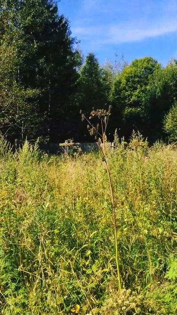 ЭТУ МОНЕТУ МОЖНО СРАЗУ В АЛЬБОМ!!! КОП,КОП С МЕТАЛЛОИСК? смотреть онлайн