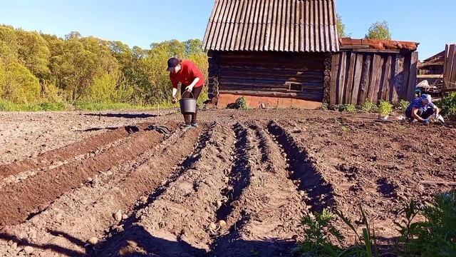 Сажаем картошку мотоблоком, в селе Новый Мачим...