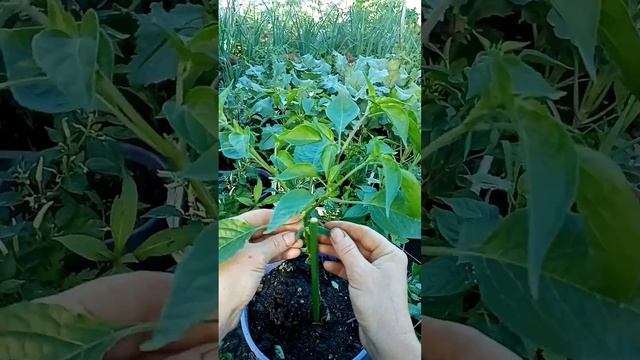 20 июня 2024. Формирую острый перец в вёдрах.