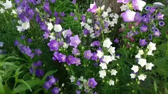 Сборник 18. Музыка Сергея Чекалина. Collection 18. Music by Sergey Chekalin. смотреть онлайн