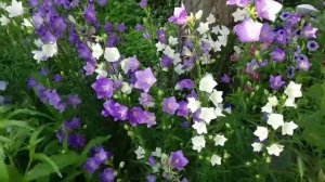 Сборник 18. Музыка Сергея Чекалина. Collection 18. Music by Sergey Chekalin.