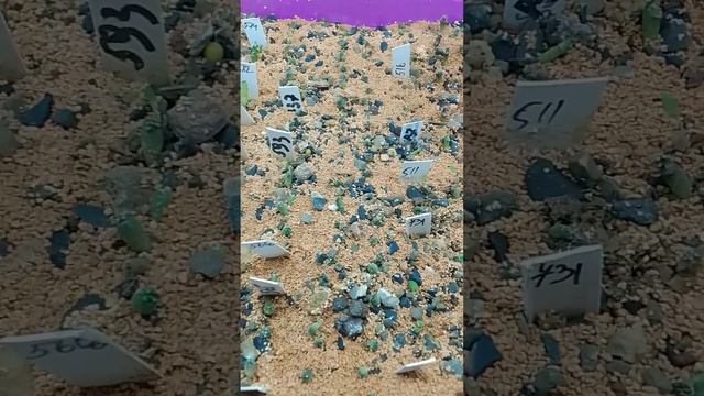 Распикированные сеянцы кактусов.