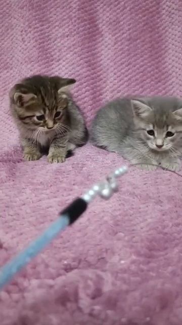 Хуба и Буба