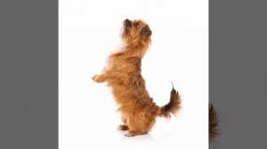 ПЭС БУДЕШЬ МАЙОНЕЗ (Dance Version)